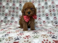 Lucky, a male Cavapoo for sale in Lakeland, FL – 6 of 9