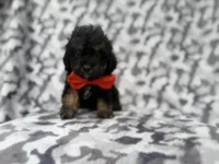 Danny, a male Cavalier King Charles Spaniel and Poodle - Miniature  for sale in Lakeland, FL – 4 of 9