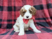 Duke, a male Cavapoo and Poodle - Miniature  for sale in Lakeland, FL – 2 of 8