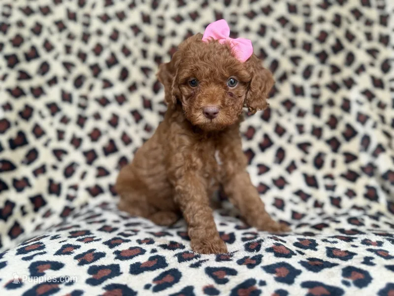Macey – Cockapoo, Poodle - Miniature  puppy for sale in Lakeland, FL