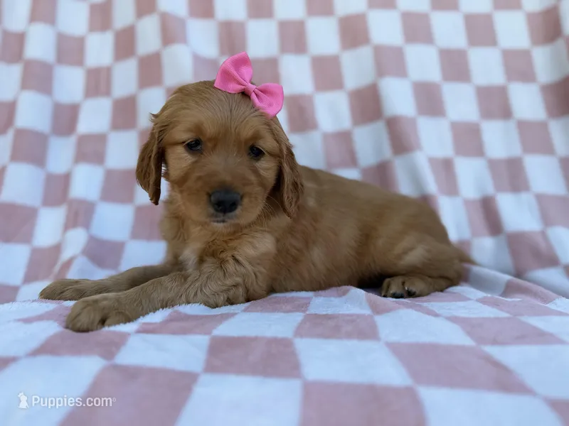 Mittens – Golden Retriever puppy for sale in Lakeland, FL