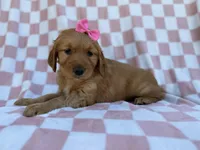 Mittens, a female Golden Retriever for sale in Lakeland, FL – Photo 1 of 9