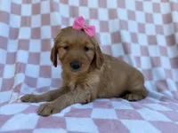 Mittens, a female Golden Retriever for sale in Lakeland, FL – Photo 7 of 9