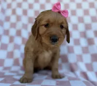 Mittens, a female Golden Retriever for sale in Lakeland, FL – Photo 2 of 9