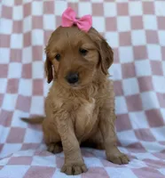 Mittens, a female Golden Retriever for sale in Lakeland, FL – Photo 6 of 9