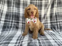 Trout, a male Cockapoo for sale in Lakeland, FL – 8 of 8