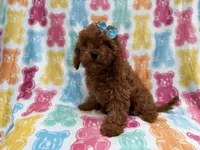 Dora, a female Cavapoo for sale in Lakeland, FL – 6 of 7