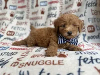 Luke, a male Goldendoodle for sale in Lakeland, FL – 5 of 8