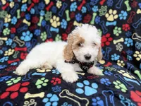 Larry, a male Cockapoo for sale in Lakeland, FL – 6 of 9