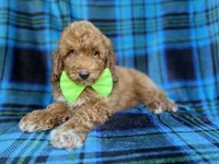 Simba, a male Poodle - Miniature  for sale in Lakeland, FL – 3 of 9