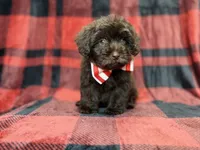 Bryant, a male Shihpoo and Poodle - Miniature  for sale in Lakeland, FL – 4 of 9