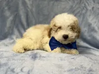 Hercules, a male Bichpoo for sale in Lakeland, FL – 8 of 8