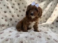 Lettie, a female Cavapoo for sale in Lakeland, FL – 6 of 9