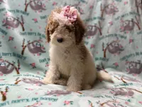 Taffy, a female Poodle - Miniature  for sale in Lakeland, FL – 3 of 10
