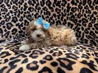 Fancy, a female Cockapoo and Poodle - Miniature  for sale in Lakeland, FL – 4 of 7