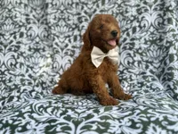 Leon, a male Goldendoodle for sale in Lakeland, FL – 3 of 10