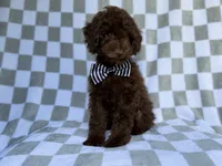 Captain, a male Cavapoo for sale in Lakeland, FL – 5 of 9