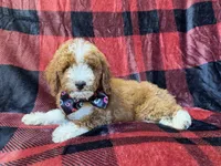 Twix, a male Poodle - Miniature  for sale in Lakeland, FL – 6 of 9