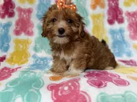 Bree, a female Yorkipoo for sale in Lakeland, FL – 1 of 10