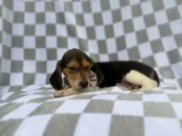 Winston, a male Beagle for sale in Lakeland, FL – 7 of 9