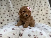 Allison, a female Poodle - Miniature  and Miniature Goldendoodle for sale in Lakeland, FL – 4 of 8