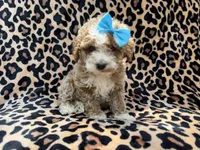 Fancy, a female Cockapoo for sale in Lakeland, FL – 9 of 9