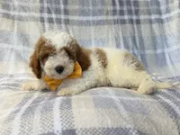 Sarge, a male Cavapoo for sale in Lakeland, FL – 7 of 10