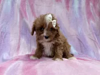 Mimi, a female Cavalier King Charles Spaniel and Poodle - Miniature  for sale in Lakeland, FL – Photo 3 of 10