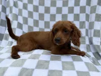 Domino, a male Cavapoo for sale in Lakeland, FL – 4 of 7