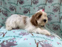 Tilly, a female Cockapoo for sale in Lakeland, FL – 4 of 9