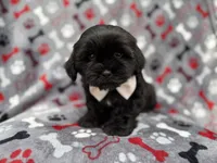 Scout, a male Shih Tzu and Shichon for sale in Lakeland, FL – 3 of 9