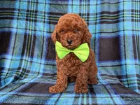 Scooby, a male Miniature Goldendoodle for sale in Lakeland, FL – 5 of 10