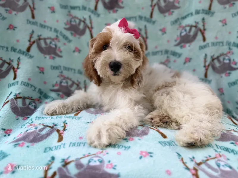 Tilly – Cockapoo puppy for sale in Lakeland, FL