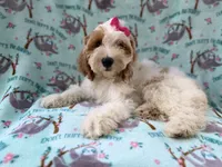 Tilly, a female Cockapoo for sale in Lakeland, FL – 1 of 9
