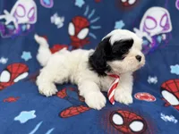 Sullivan, a male Shih Tzu and Shichon for sale in Lakeland, FL – 6 of 9