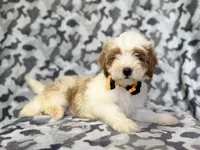Sparky, a male Cavapoo for sale in Lakeland, FL – 5 of 9