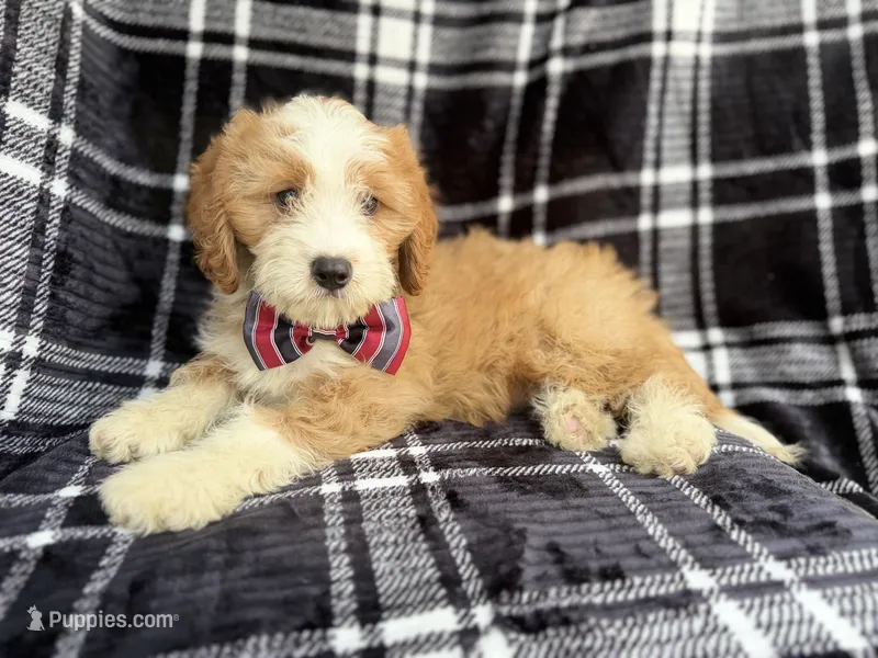 Cobra – Cavapoo puppy for sale in Lakeland, FL