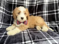 Cobra, a male Cavapoo for sale in Lakeland, FL – 1 of 8