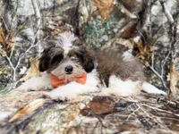 Dagger, a male Shihpoo for sale in Lakeland, FL – 8 of 10