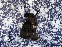 Ava, a female Miniature Schnauzer for sale in Lakeland, FL – 4 of 8