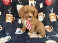 Bentley, a male Cavapoo for sale in Lakeland, FL – 2 of 9