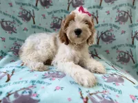 Tilly, a female Cockapoo for sale in Lakeland, FL – 5 of 9