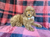 Samuel, a male Poodle - Miniature  for sale in Lakeland, FL – 4 of 9