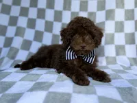 Captain, a male Cavapoo for sale in Lakeland, FL – 2 of 9