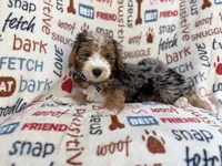 Otto, a male Miniature Aussiedoodle for sale in Lakeland, FL – 7 of 10
