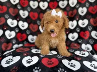 Olivia, a female Miniature Aussiedoodle for sale in Lakeland, FL – 4 of 9