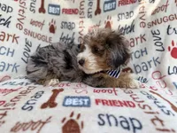 Otto, a male Miniature Aussiedoodle for sale in Lakeland, FL – 3 of 10