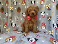 Meeko, a male Cavapoo for sale in Lakeland, FL – 6 of 9