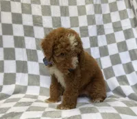 Cosmo, a male Miniature Goldendoodle for sale in Lakeland, FL – 3 of 8