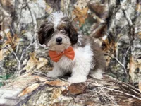 Dagger, a male Shihpoo for sale in Lakeland, FL – 7 of 10